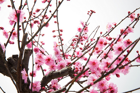 png粉色树静物花卉梅花背景
