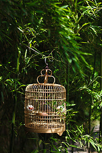 鸟元素图片庭院里的鸟笼背景