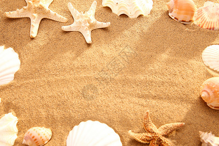 多样沙滩贝壳背景图片