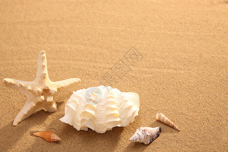 多样沙滩贝壳图片
