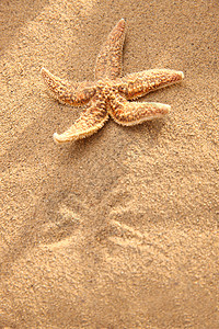 夏天季节清新沙滩海星背景图片