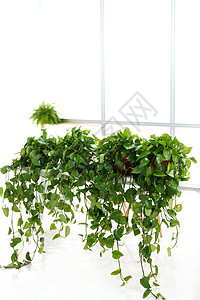 常青藤叶子装饰办公室里的盆栽植物背景