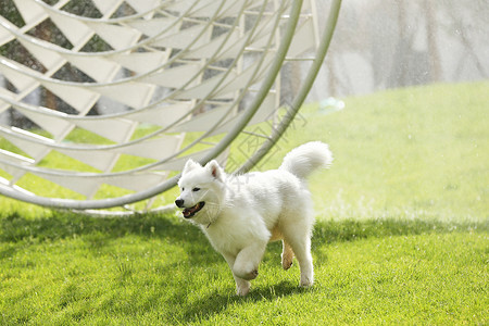 日光灯管彩色犬科的一只动物彩色图片狗在草地上奔跑背景