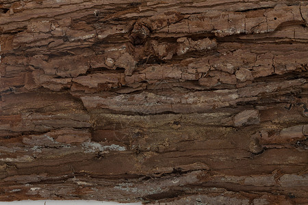 木头自然纹理木纹树皮图片