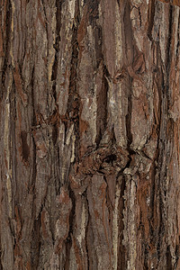 静物木材简单树皮图片