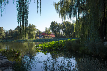 旅游树白昼北京圆明园图片