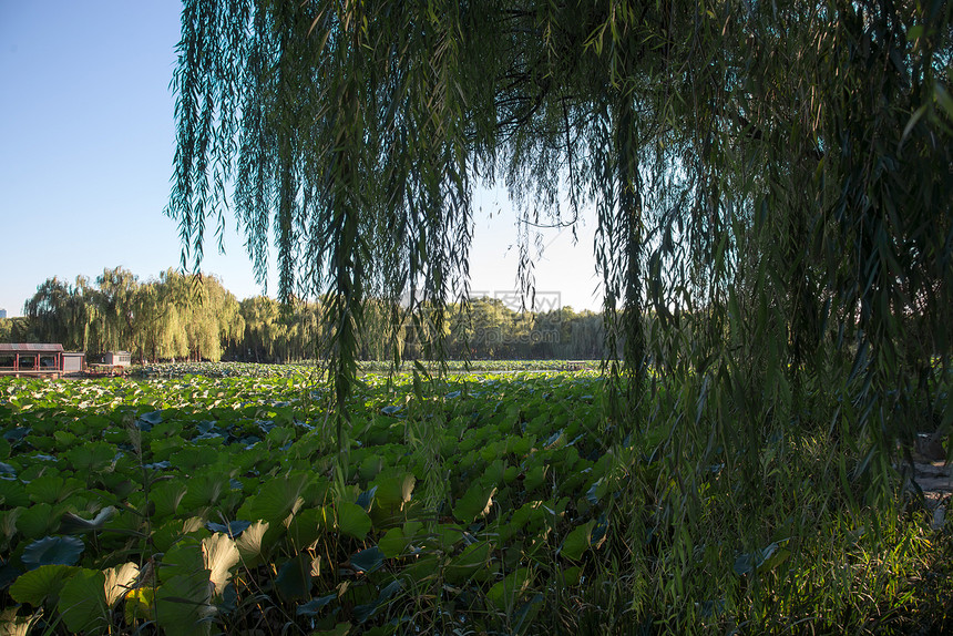 著名景点北京圆明园图片