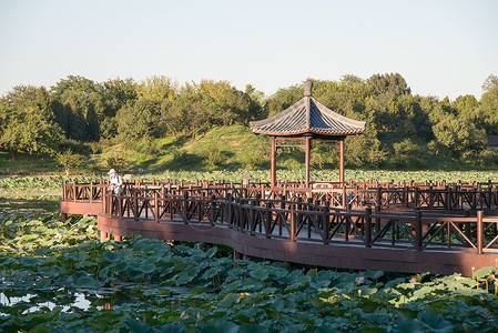 池塘公园北京圆明园高清图片