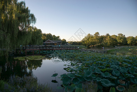 莲花亭台夏日北京圆明园背景