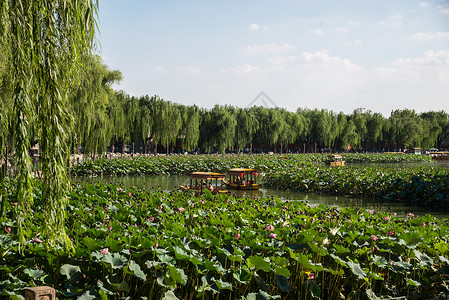 荷花柳树名胜古迹国际著名景点保护北京北海公园背景