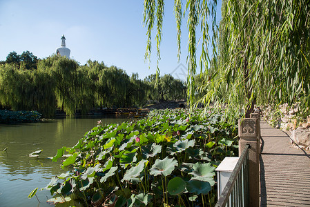 荷花柳树夏日北海公园的池塘背景