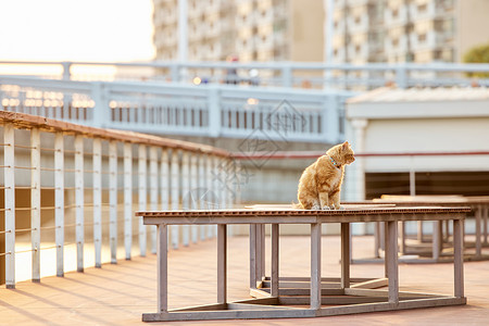 晒阳光的橘猫暖冬夕阳下的猫咪背景