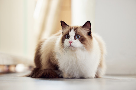慵懒的长毛布偶猫背景图片