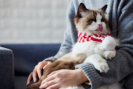 呆萌的长毛布偶猫图片