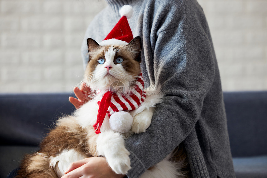 可爱布偶猫圣诞形象图片