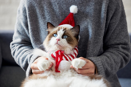 布偶猫圣诞形象图片