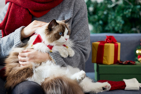 女性抱着猫咪过圣诞图片
