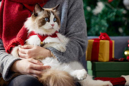布偶猫可爱圣诞节形象图片