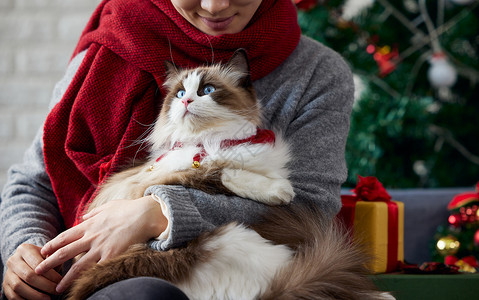 青年女性与猫咪过圣诞背景图片