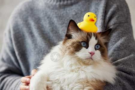 头顶鸭子的长毛布偶猫高清图片