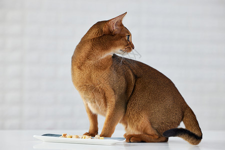 可爱猫咪吃小零食背景图片