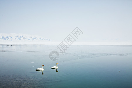 小清新雪景冬日新疆5A景区赛里木湖天鹅背景