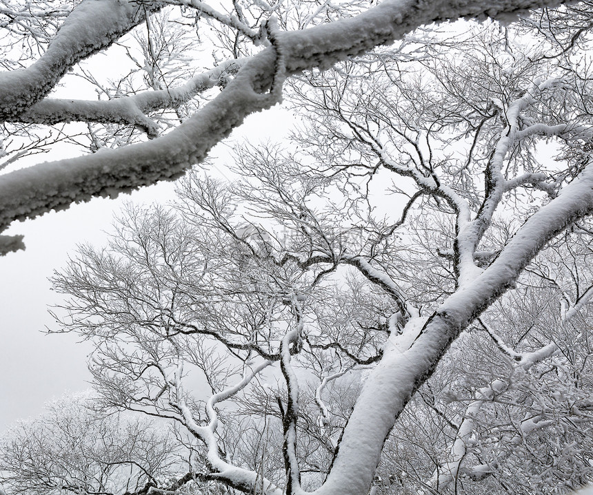 冬日大雪压枝图片