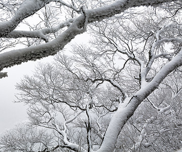 冬日大雪压枝图片