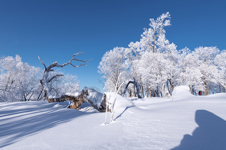 的冬天冬天雾凇雪景风光背景