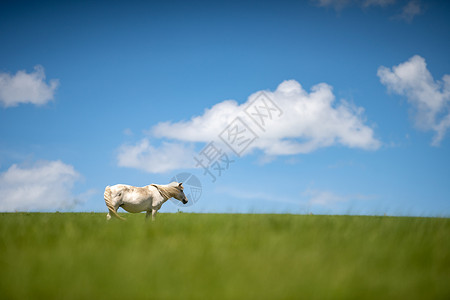 风景白马草原上的白马背景