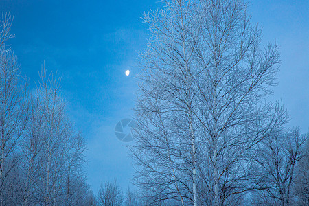 清晨挂满雪绒的森林图片