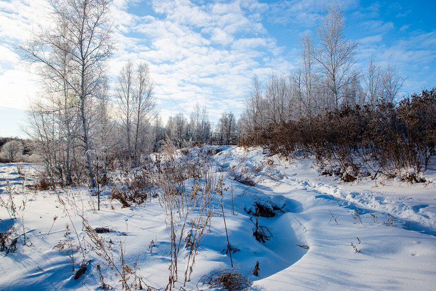 森林雪地冬日风光图片
