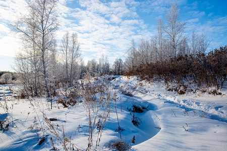 森林雪地冬日风光背景图片