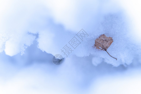 冬日雪景微距背景图片