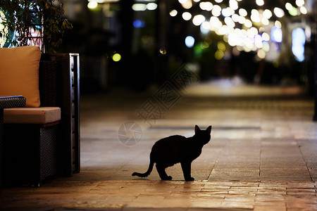 黑暗流浪夜晚街头的黑色猫咪背景
