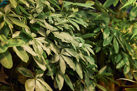 绿色叶子墙纸花卉市场上的绿色植物特写背景