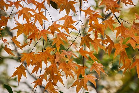 金色叶枫树叶秋季风景背景