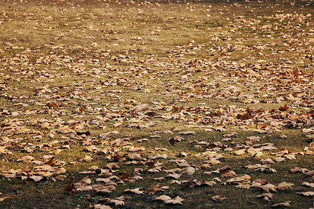 秋冬公园草地上的落叶图片