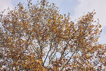 共青森林公园里的梧桐树背景图片