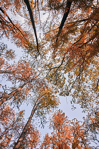 仰视公园里的红杉树高清图片
