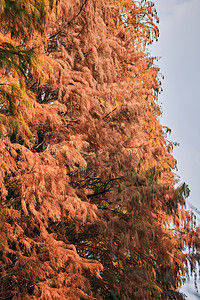 秋冬红杉树图片