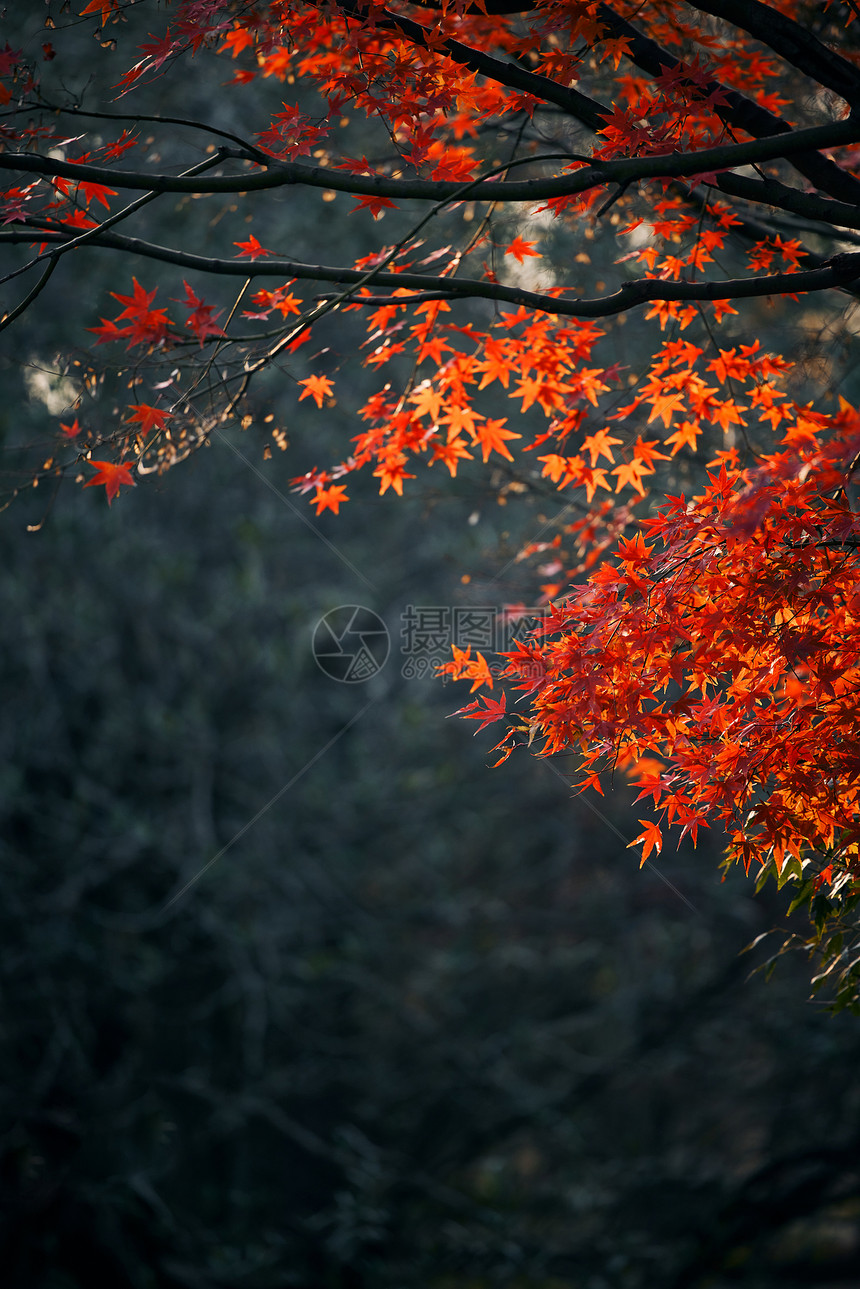 上海共青森林公园红枫秋景图片