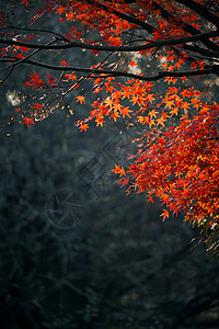 上海共青森林公园红枫秋景背景图片