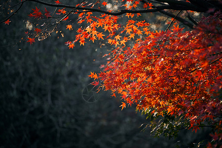 金秋红蜜桃上海共青森林公园红枫树秋景背景