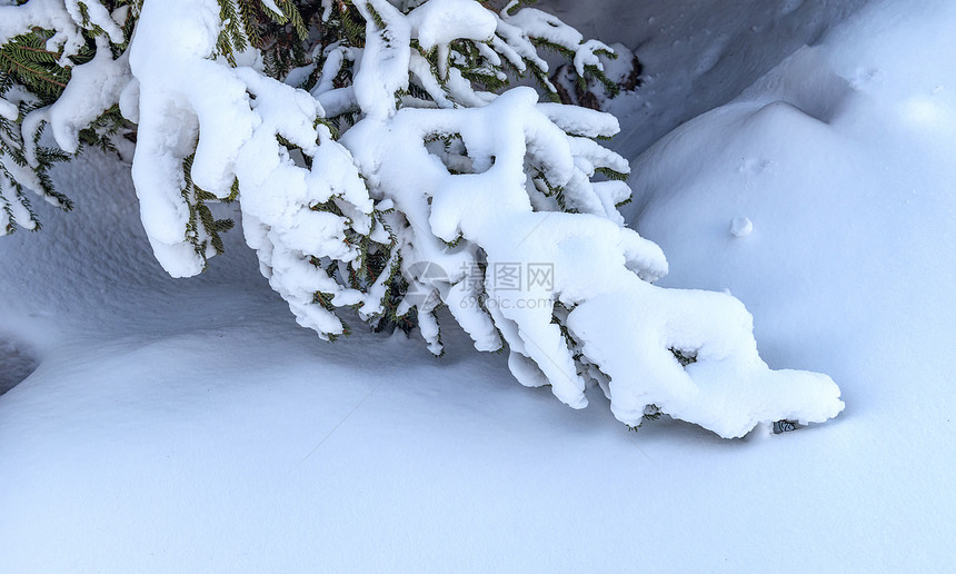 冬季冰雪松树树挂图片