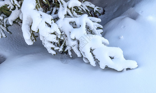 冬季冰雪松树树挂背景图片