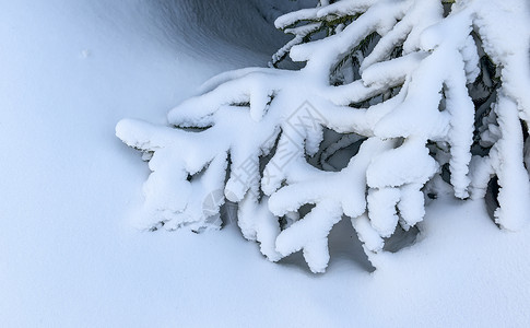 冬季冰雪松树树挂背景图片