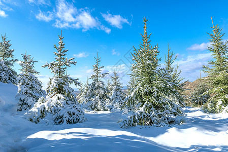 冬季冰雪松树树挂背景图片