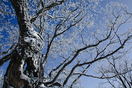 雪松莓冬日雾凇雪景风光背景