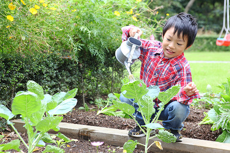 花园里小男孩种植蔬菜高清图片